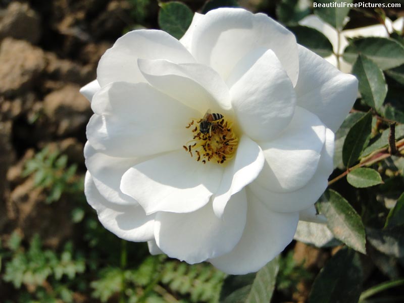 pictures of white rose with a bee