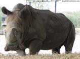 pictures of Rhino