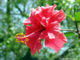 Most Beautiful Pictures - a red flower
