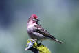 Most Beautiful Picture 23 - image of a Cassin's Finch