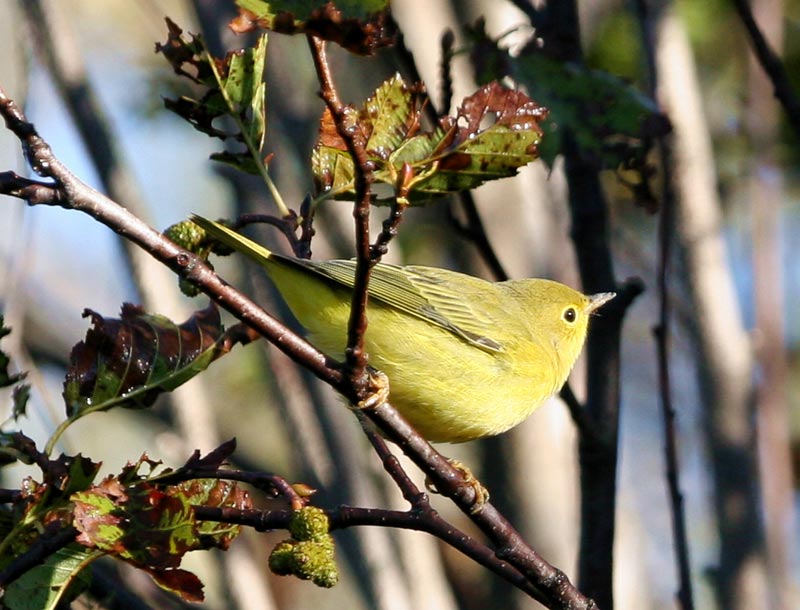 Yellow Warbler - Dewhurst, Donna - -
