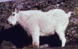 pictures of a white goat