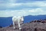 pictures of goat on edge of mountain
