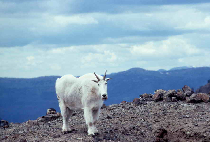 pictures of goat on edge of mountain