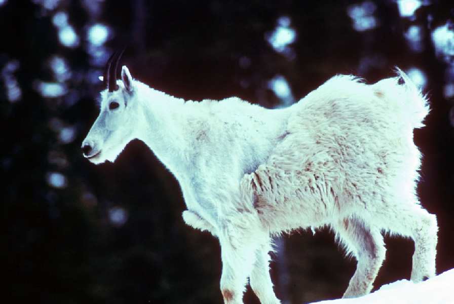 photos of a goat