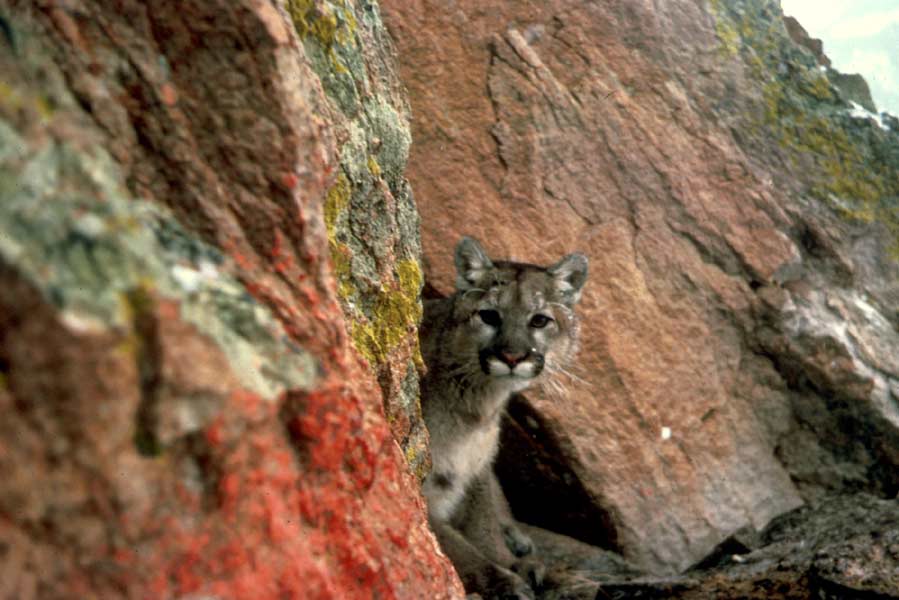 photos of mountain cub