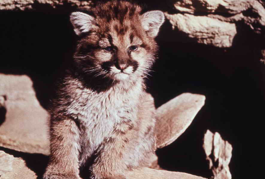 pictures of mountain lion cub