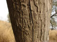 Nature 63 - picture of a tree trunk eaten by termite