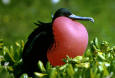 Nature 65 - photo of a Magnificent Frigate Bird