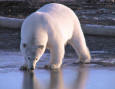 Nature 67 - photo of an arctic bear