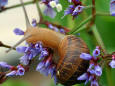 Nature 71 - close-up of a snail