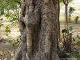 Nature 75 - close-up of a peepal tree trunk