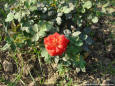 Nature 76 - picture of a red rose