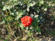 Nature 76 - picture of a red rose