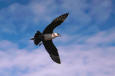 Nature 77 - photo of a Parasitic Jaeger in Flight 