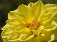 Nature 82 - close-up of a yellow flower