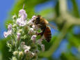 Nature 83 - photo of a Pollinating Bee