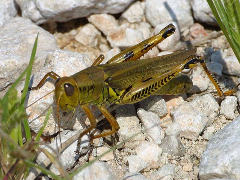 94-Nature-PD Photos   nature & grasshopper  - Grasshopper