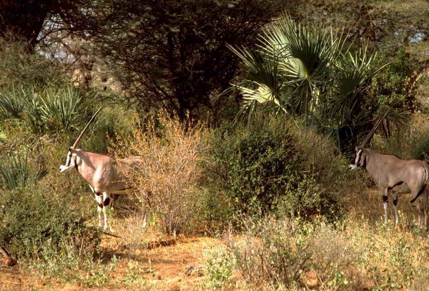Beautiful Pictures - Beissa Oryx in the jungle