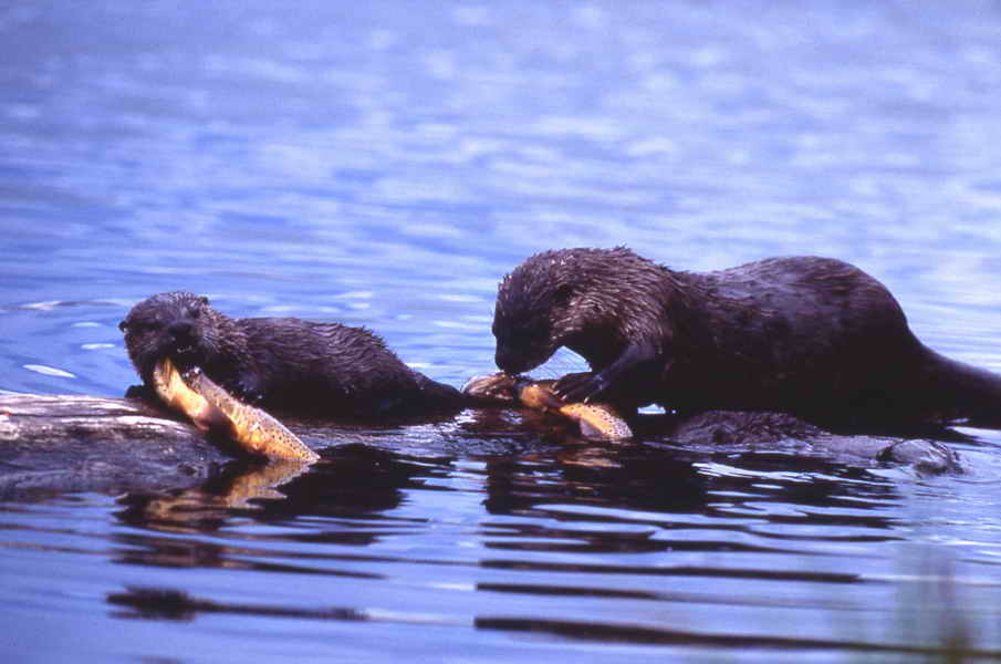 pictures of otter & pup eating fish