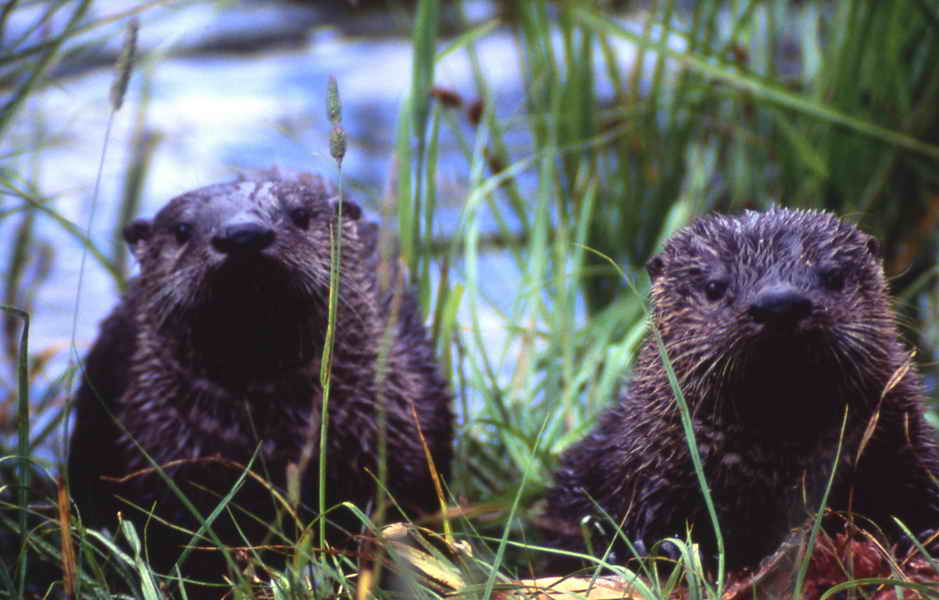 photos of two otter pup