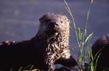 images of a otter