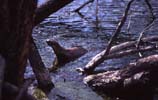photos of river otter