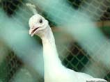 pictures of a white peacock