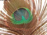 photos of a feather of peacock