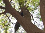photos of a neem tree