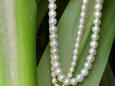 Picture of necklaces of pearls