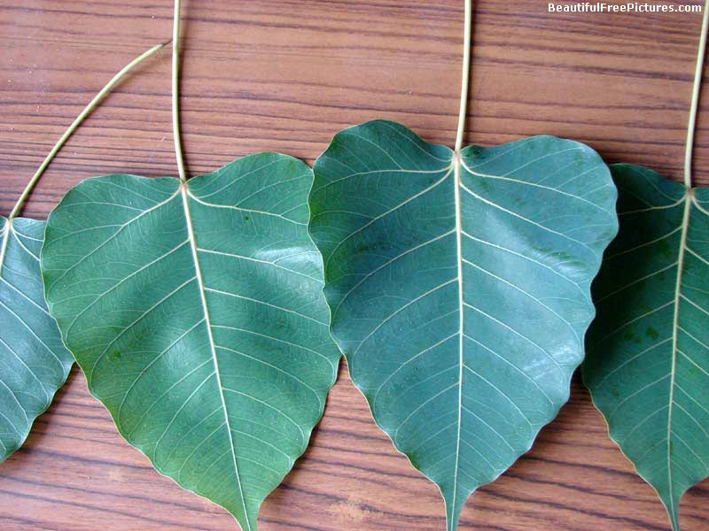 pictures of peepal leaves