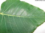 photos of a leaf