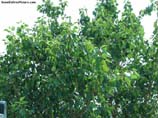 photos of peepal tree