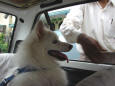 Photo of a pet dog in a car