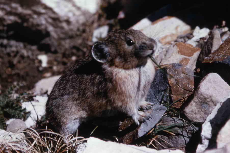 Pika eating grass_ Photographer unknown - NPS Photo
