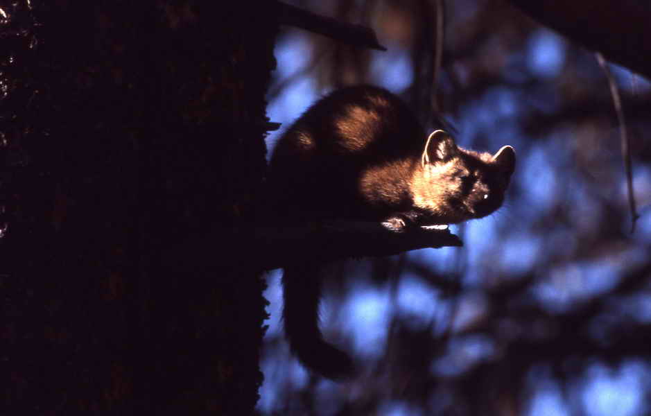 picture of Pine marten crouched on stub