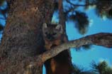 images of pine-marten on tree branch