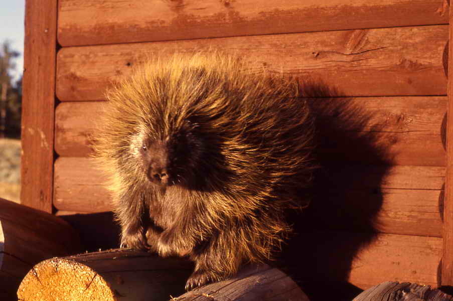 images of porcupne on wood cart