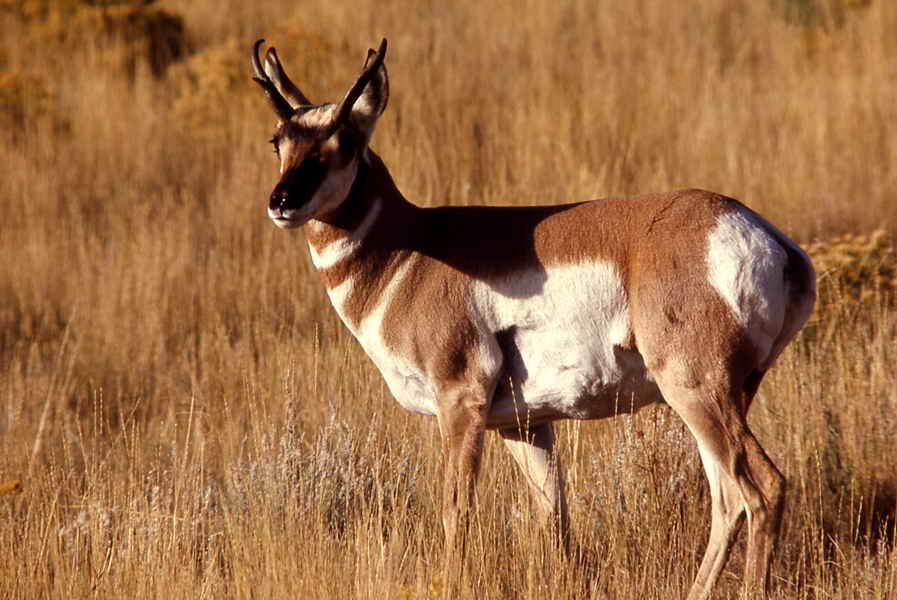 pictures of antelope in forest