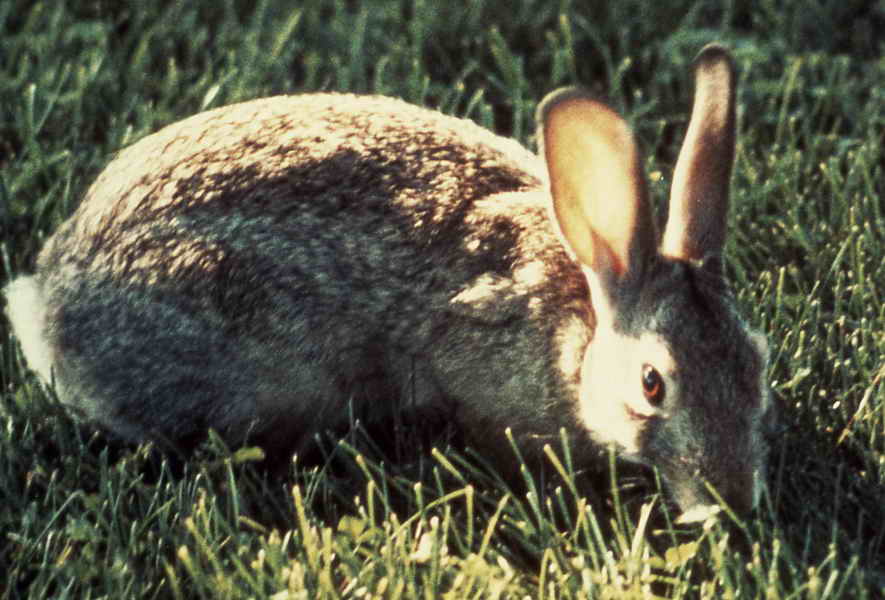 pictures of a rabbit