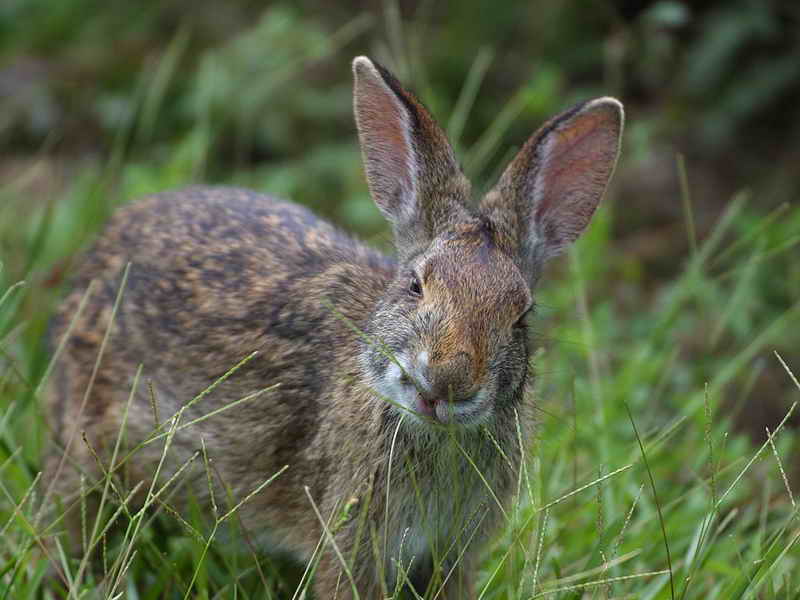pictures of rabbit eating gras