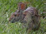 images of rabbit is sitting on grass