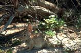 images of desert cottontail rabbit