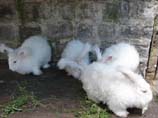 image of white rabbits