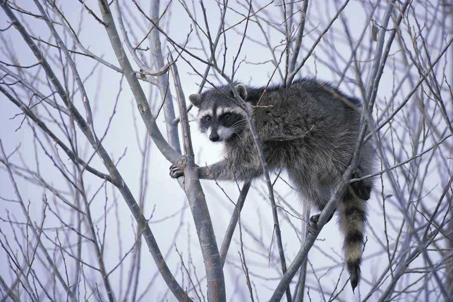 1-raccoon-UFSWS    - UFSWS,Menke, Dave,California Lower Klamath National Wildlife Refuge climbing, mammal