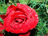 pictures of a red rose