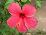 images of a hibiscus flower
