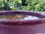 images of tree reflection in water pot