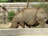 pictures of rhinoceros eating